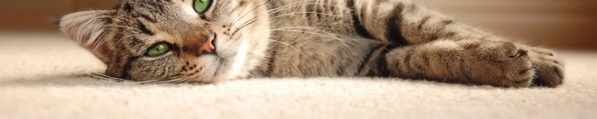 PROTECT YOUR CARPET